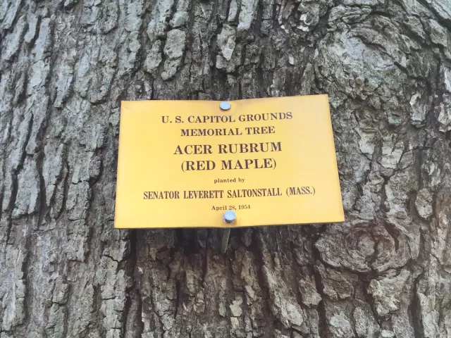 Plaque that reads: U.S. Capitol Grounds  Memorial Tree   Acer rubrum  (Red Maple)   planted by  Senator Leverett Saltonstall (Mass.)   April 28, 1954